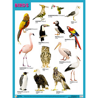 Плакаты (англ). BIRDS (Птицы)