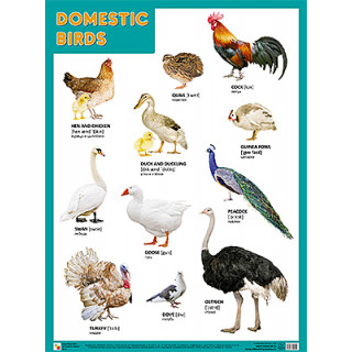 Плакаты (англ). Domestic Birds (Домашние птицы)
